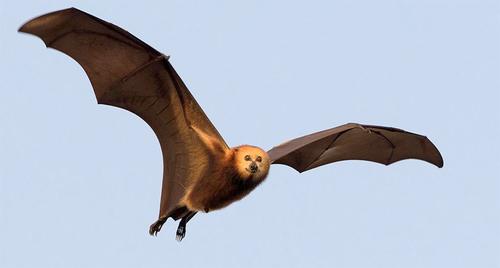 El zorro volador es la principal fuente de contagio. (Foto: National Geographic)