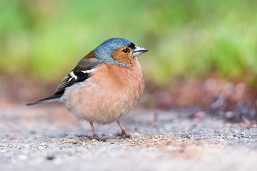 Las aves por ser más pequeñas guardan menos calor en sus cuerpos y eso les afecta ante el cambio climático. (Foto: Pixabay)