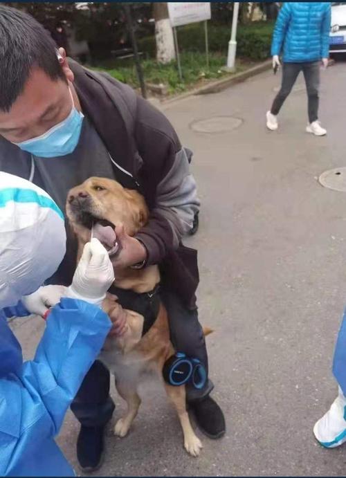 Aparte de los temores de que los animales no sean alimentados o sean abandonados, un vídeo en el que se ve a un trabajador sanitario de Shanghái apaleando a un perro hasta matarlo usando un gran revuelo entre los residentes. (Foto: redes sociales)
