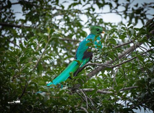 Quetzal macho juvenil, sus plumas aún están saliendo. (Foto: Cortesía Daniel Mérida)