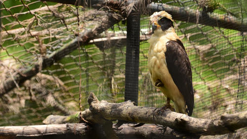 zool&oacute;gico, el salvador, guatemala