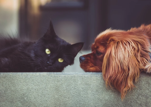 Los perros y gatos que vivan con una familia deberán portar su documentos de identidad. (Foto: Pixabay)