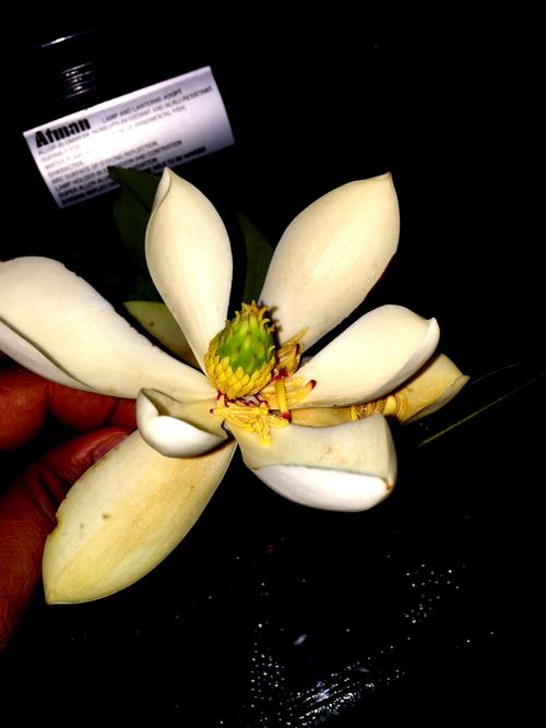 Magnolia oscarrodrigoi. (Foto: Estación Experimental de Orquídeas de la Familia Archila)
