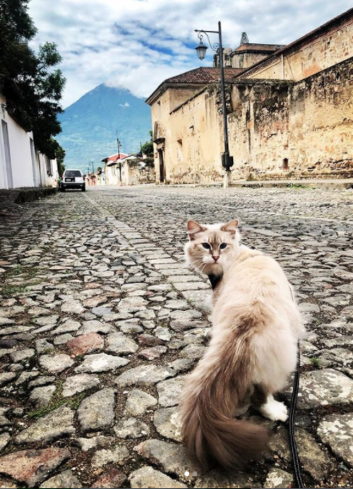Polo the Explorer en Antigua. (Foto: Instagram)