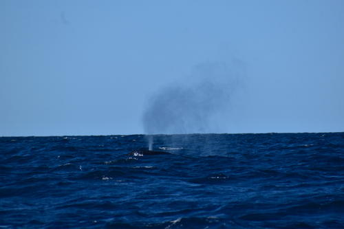 Las ballenas jorobadas salen a la superficie algunos segundos para respirar y posteriormente sumergirse. (Foto: Fredy Hernández/Soy502)