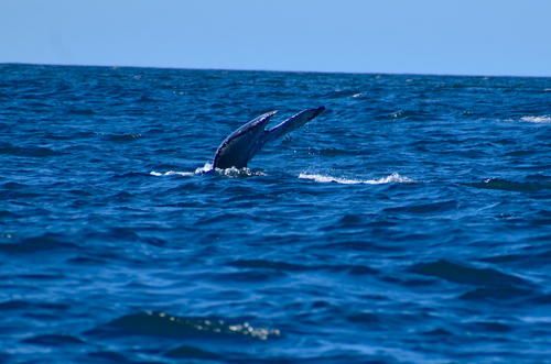 Otra de las partes que se logra apreciar en cuestión de segundos es la cola de la ballena. (Foto: Fredy Hernández/Soy502)