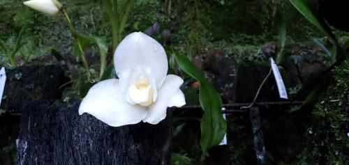 Cada orquídea está identificada y registrada por las autoridades del Conap. (Foto: Conap)