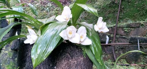 Las orquídeas fueron reproducidas de una manera artificial en busca de su conservación. (Foto: Conap)