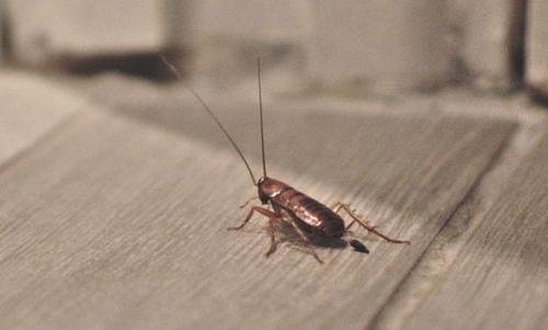 Las cucarachas son insectos que habitan en casi todo el planeta. (Foto: La Vanguardia)