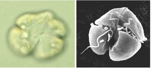 Imagen microscópica de molusco envenenado. (Foto: Dr. Yasuwo Fukuyo)
