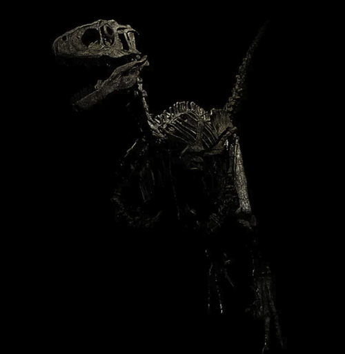 Esqueleto de Velociraptor