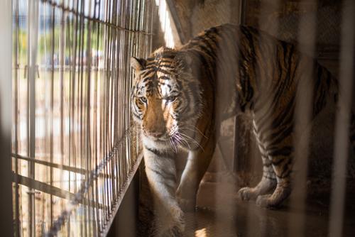 Uno de los tigres del Circo Rey Gitano. (Foto: Wilder López/Soy502)