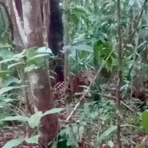 El jaguar se encontraba entre las selva observando la actividad de los guardabosques. (Foto: Francisco Asturias)