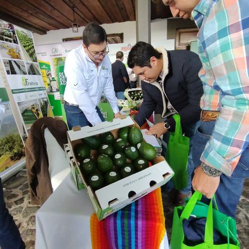 El aguacate Booth, tambi&eacute;n es conocido como aguacate mantequilla o de costa. (Foto: Agexport)