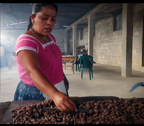 El cacao es producido por comunidades de San Luis y Poptún. (Foto: Pro Petén)