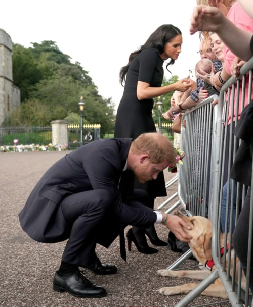 El pr&iacute;ncipe Harry acarici&oacute; a un perro labrador durante el funeral de la reina Isabel II. (Foto: Clar&iacute;n)