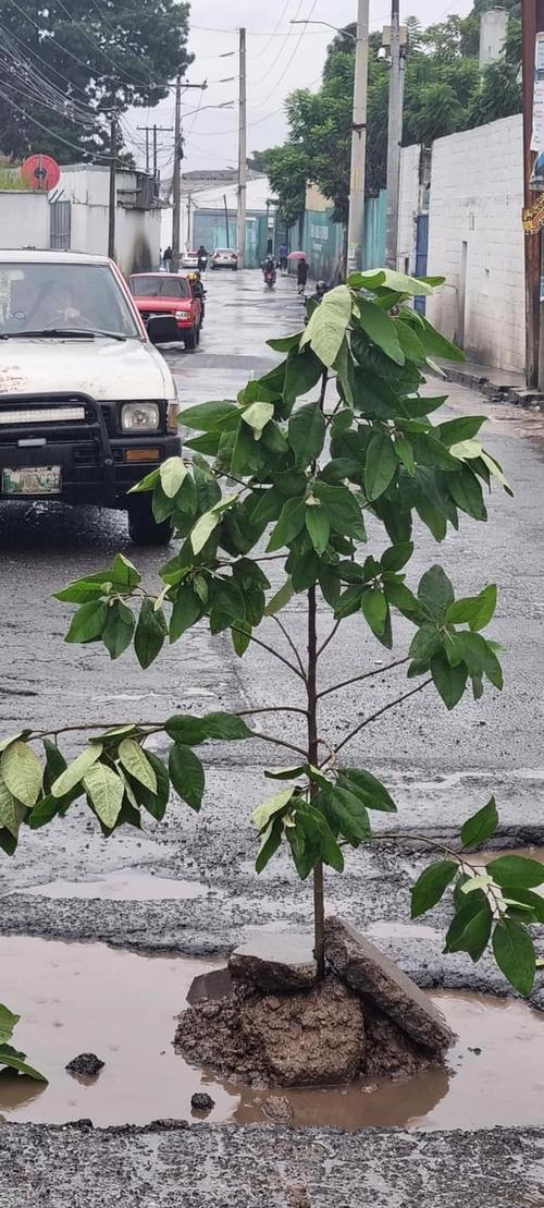 Siembran &aacute;rboles en baches de Villa Nueva como medida de protesta. (Foto: Villa NuevaGuate)