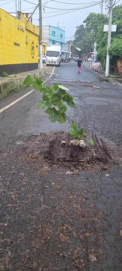 Debido al mal estado de las calles, los vecinos de Villa Nueva han sembrado &aacute;rboles en los baches. (Foto: Villa NuevaGuate)