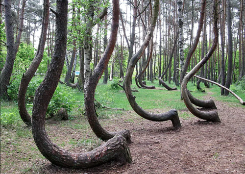 (zdjęcie: sieci społecznościowe)