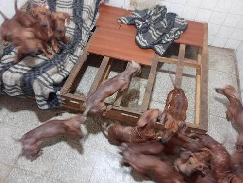 Foto: Guate unida por los Animales