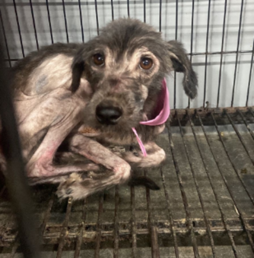 Foto: Guate unida por los Animales