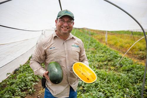 Walmart, agricultura, Bio Science, sand&iacute;a amarilla, Guatemala, Soy502