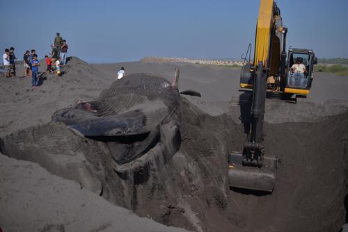 La ballena azul encontrada sin vida fue sepultada para evitar riesgos por contaminaci&oacute;n. (Foto: Nuestro Diario)