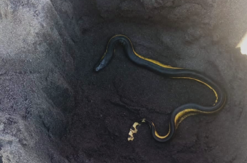 culebra venenosa, puerto de san josé, bañistas, turistas