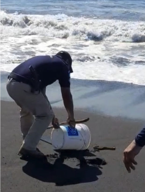 culebra venenosa, puerto de san josé, bañistas, turistas