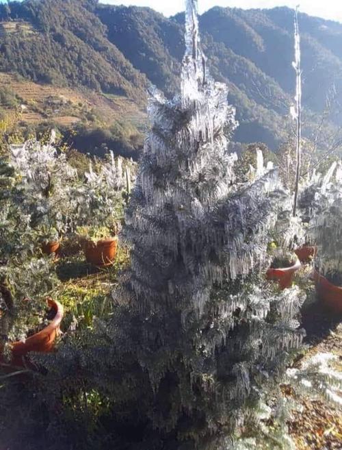 Así se ven los árboles con la escarcha de hielo. (Foto: Noticias Sololá)