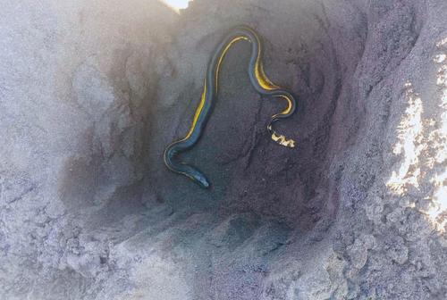 El reptil no puede desplazarse con facilidad en tierra. (Foto: PNC)