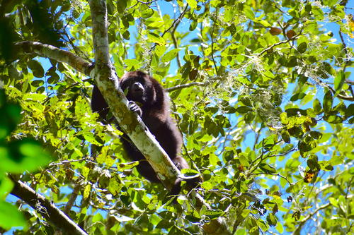 Los monos aulladores de sorprenden con su aullido. (Foto: Fredy Hernández/Soy502)