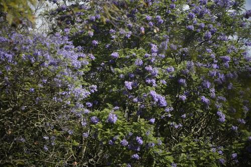 En la avenida Las Américas, los árboles de jacaranda le dan un toque especial a las veredas. (Foto: Wilder López/Soy502)