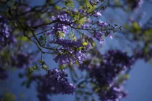 Para muchos, el florecimiento de las jacarandas marcan el inicio de la cuaresma. (foto: Wilder López/Soy502)