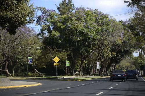 A inmediaciones de la ciclovía puedes encontrarte con miles de flores que se desprenden de los árboles. (Foto: Wilder López/Soy502)