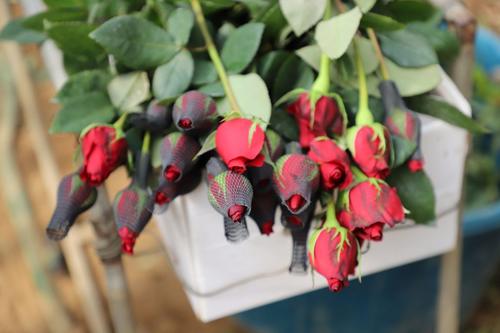 Las rosas, en especial las rojas son muy importantes para la celebración del día del Cariño. (Foto: Agexport)