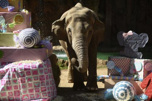 Trompita aprovech&oacute; cada uno de los regalos que le dieron. (Foto: Wilder L&oacute;pez/Soy502)
