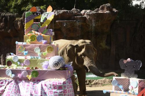 Trompita ya empieza a presentar problemas en su dentadura por su edad. (Foto: Wilder L&oacute;pez/Soy502)