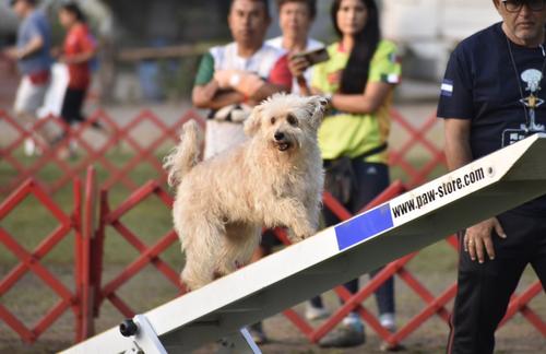 Sky disfruta el deporte de Agility junto a su ama. (Foto cortes&iacute;a: Mar&iacute;a Rene&eacute; Lizama)
