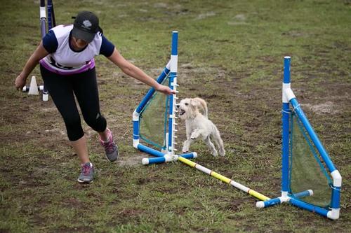 Sky ya ha triunfado en Agility con perros de otros pa&iacute;ses. (Foto: Revista Petmi)