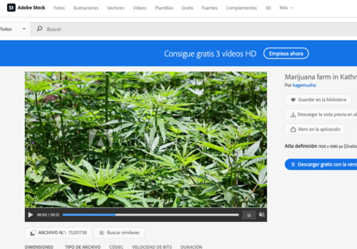 La imagen de la marihuana fue exportada desde Adobe Stock. (Foto: captura de pantalla)