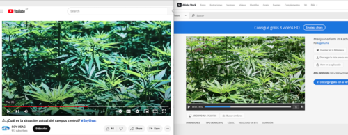 La imagen de la plantación de. marihuana es de Adobe Stock. (Foto: captura de pantalla)