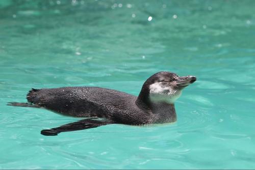 El pingüino Humboldt en sus primeros días conviviendo con los otros animales. (Foto: Zoológico La Aurora)