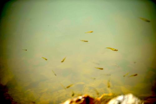 laguna jutiapa, cerro gordo, jutiapa, marn