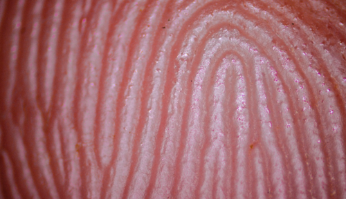 Las huellas dactilares humanas son irrepetibles. (Foto: History)