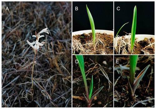 La orqu&iacute;dea habita Baja Verapaz (Foto: Oficial9