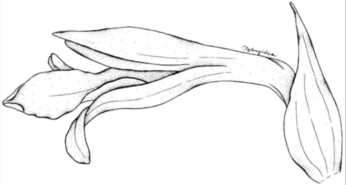 (Foto; International Journal of Molecular Sciences)