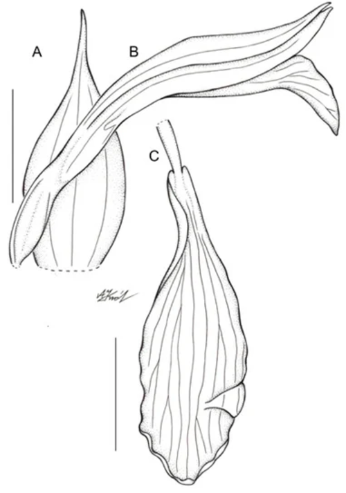 (Foto: Oficial International Journal of Molecular Sciences)
