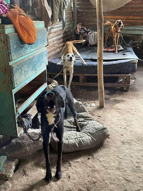 Varios perros estaban atados a muebles y postes dentro del hogar en malas condiciones. (Foto: Bienestar Animal)