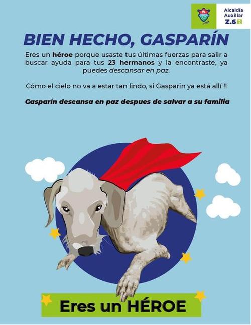 Gasparín provocó que las autoridades hallaran al resto de mascotas maltratadas. 